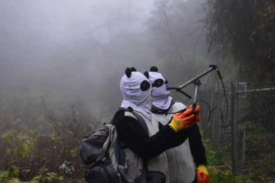 無線機で野生化トレーニング中のパンダの位置を測定するパンダ服を着た「パンダさん」。（撮影・李伝有）